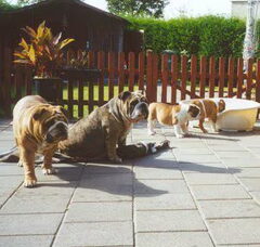 Foto 5 van Jester`s Bulldogs