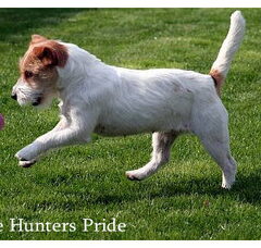Foto 2 van Hunters Pride, of the Jack Russell Terriers