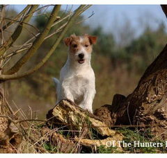 Foto 3 van Hunters Pride, of the Jack Russell Terriers