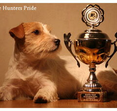 Foto 4 van Hunters Pride, of the Jack Russell Terriers