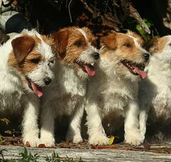 Foto 6 van Hunters Pride, of the Jack Russell Terriers