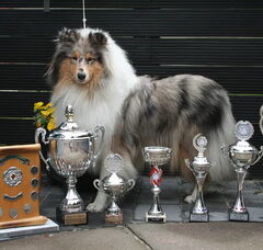 Foto 4 van first collie love