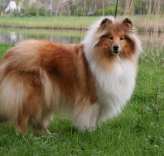 Foto 5 van first collie love