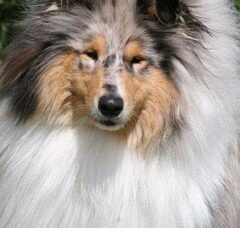 Foto 6 van first collie love