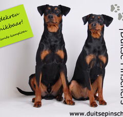 Foto 2 van Daisy's Pride Duitse Pinschers