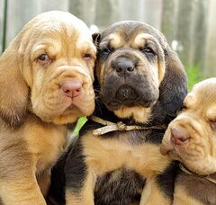 Foto 2 van OF Joyful Happiness - Bloodhounds