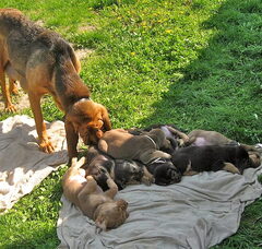Foto 3 van OF Joyful Happiness - Bloodhounds