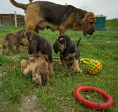 Foto 4 van OF Joyful Happiness - Bloodhounds