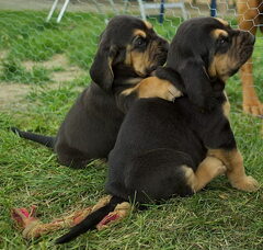 Foto 5 van OF Joyful Happiness - Bloodhounds