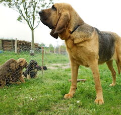 Foto 6 van OF Joyful Happiness - Bloodhounds