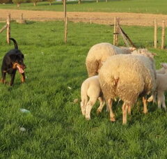 Foto 6 van L'Ami de la Campagne