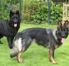 Foto 3 van Angel of Wassenaer, ODH Kennel