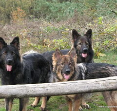 Foto 4 van Angel of Wassenaer, ODH Kennel