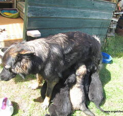 Foto 5 van Angel of Wassenaer, ODH Kennel