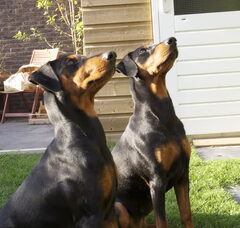 Foto 4 van Van de Beste Maatjes