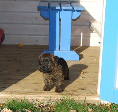 Foto 2 van Red Creek Rebels Cairn Terriers