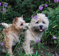 Foto 3 van Red Creek Rebels Cairn Terriers