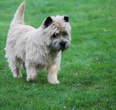 Foto 4 van Red Creek Rebels Cairn Terriers