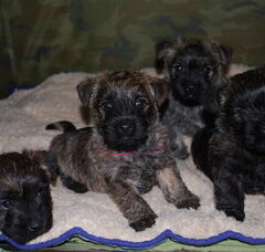 Foto 5 van Red Creek Rebels Cairn Terriers