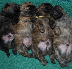 Foto 6 van Red Creek Rebels Cairn Terriers
