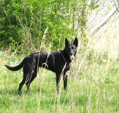 Foto 2 van Australische Kelpie
