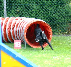 Foto 3 van Australische Kelpie