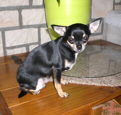 Foto 4 van La Casa De Chihuahua's