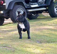 Foto 3 van From Fortunebulls
