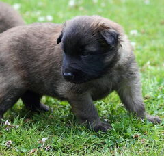 Foto 2 van de pups