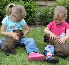 Foto 3 van de pups