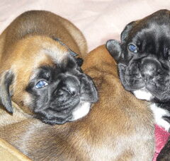 Foto 2 van de pups