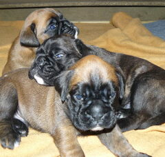 Foto 3 van de pups