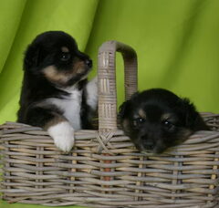 Foto 3 van Kennel Karpalosadun