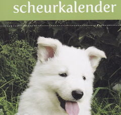 Foto 4 van ***A Vivid Daydream Zwitserse Witte Herders