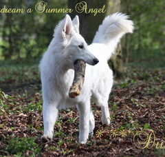 Foto 5 van ***A Vivid Daydream Zwitserse Witte Herders