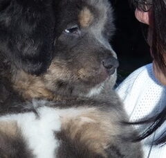 Foto 4 van Jinâdhâra kennel