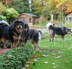 Foto 5 van Jinâdhâra kennel