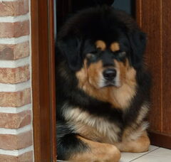 Foto 6 van Jinâdhâra kennel