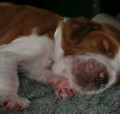 Foto 2 van Of The New Born Beauty's