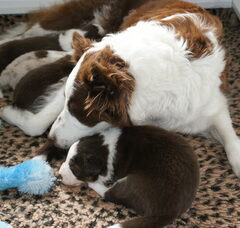 Foto 2 van de pups