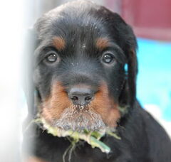 Foto 2 van de pups