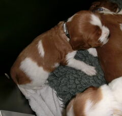 Foto 2 van de pups