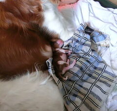 Foto 3 van de pups