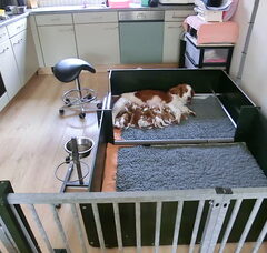 Foto 4 van de pups