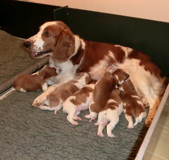 Foto 5 van de pups