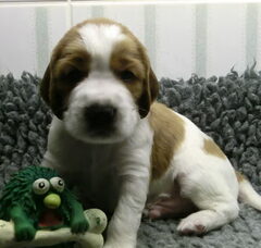 Foto 6 van de pups