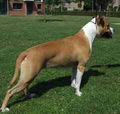 Foto 2 van Roco's Amstaff