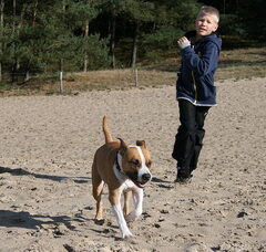 Foto 3 van Roco's Amstaff