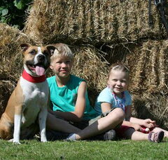 Foto 4 van Roco's Amstaff