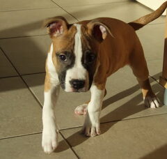 Foto 5 van Roco's Amstaff